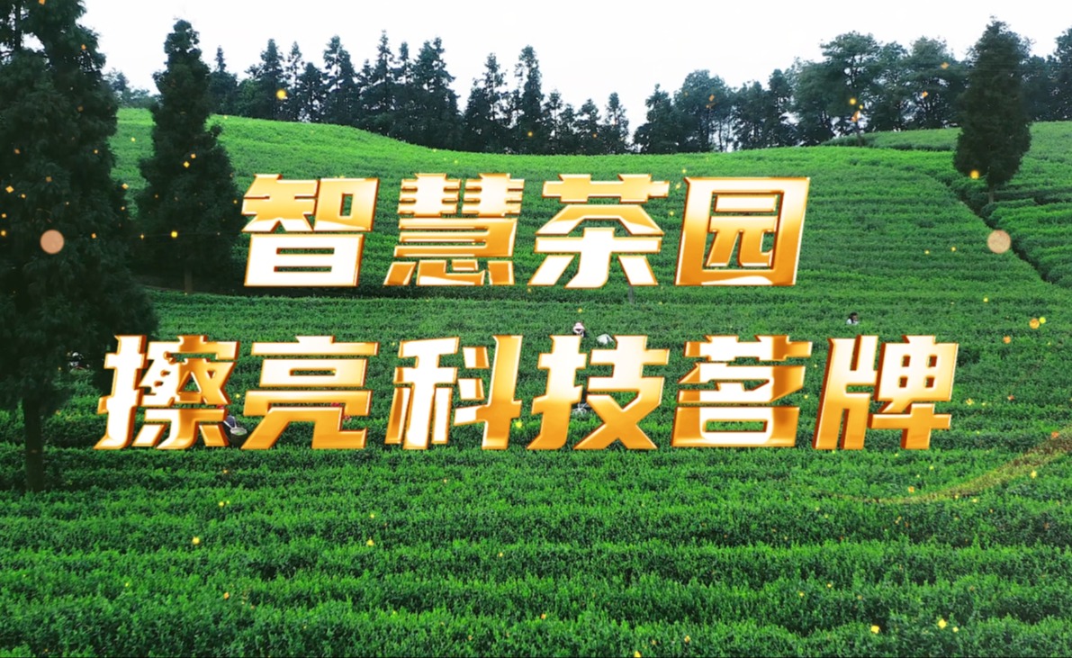 OKPay钱包(中国)茶园，擦亮科技茗牌